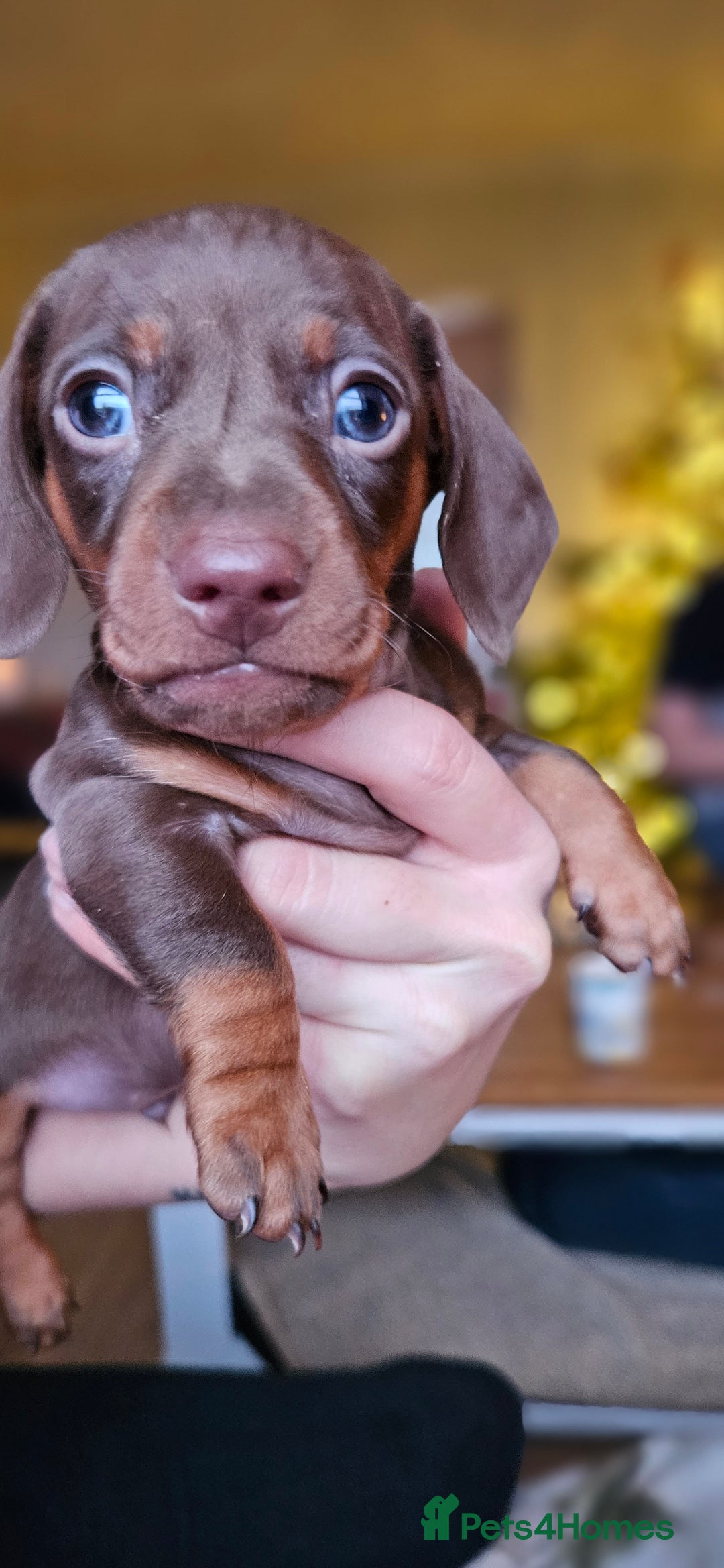 Miniature Dachshund dogs for sale: 4 miniature dachshund puppies for sale - Advert 3