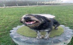 Mixed Breed dogs for adoption: ROSIE  - Advert 6