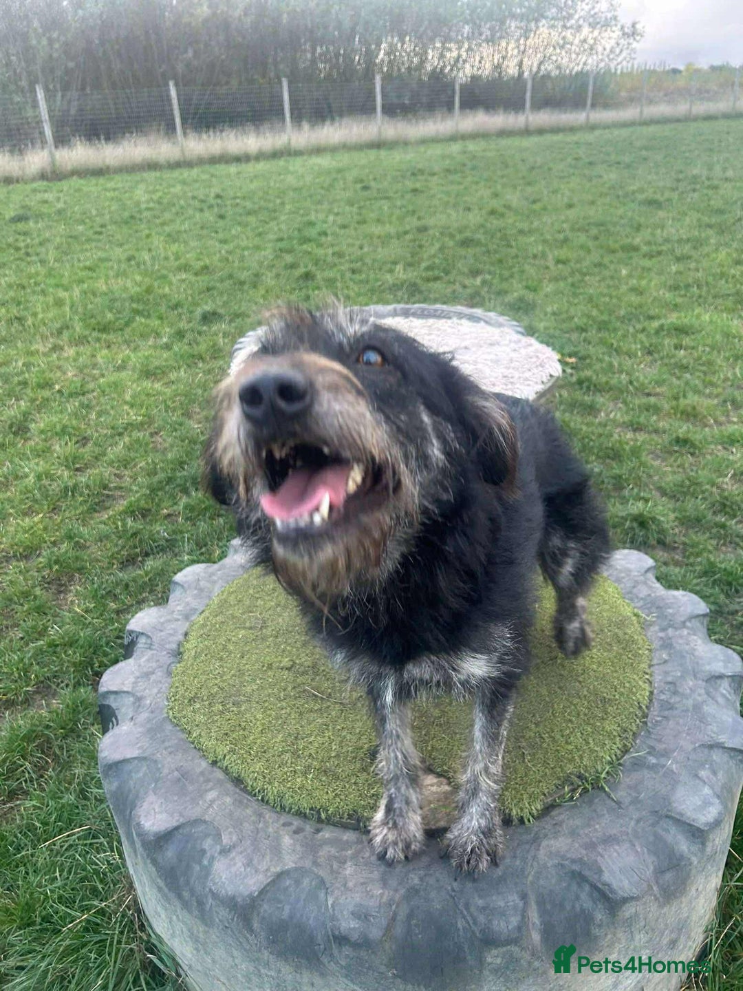 Mixed Breed dogs for adoption: ROSIE  - Advert 6