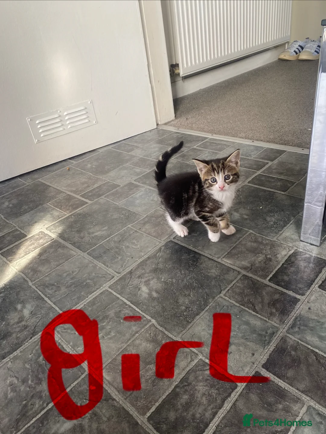 Mixed Breed cats for sale: 5 stunning kittens ready for there forever home  - Advert 11