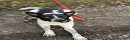 Mixed Breed dogs for adoption: 💙🐶 LEVKO – THE DOG WHO HAS ALL HOME PET HABITS in Burton-on-Trent - Advert 19