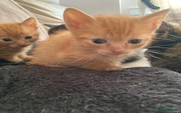 Domestic Shorthair cats for sale: 5 kittens looking for homes :)  - Image 6
