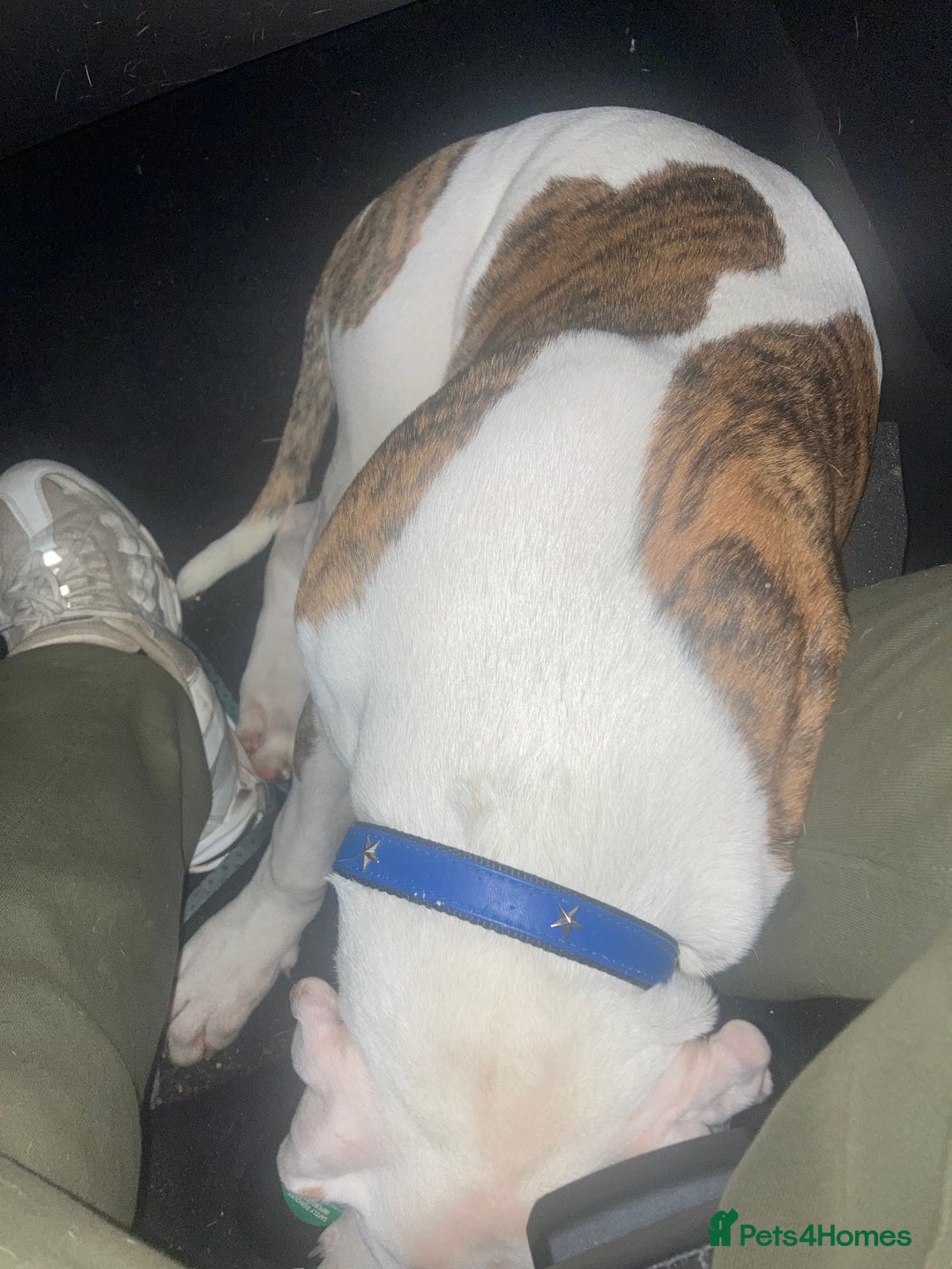 American Bulldog dogs for sale: male 17wk old american bulldog puppys - Advert 6