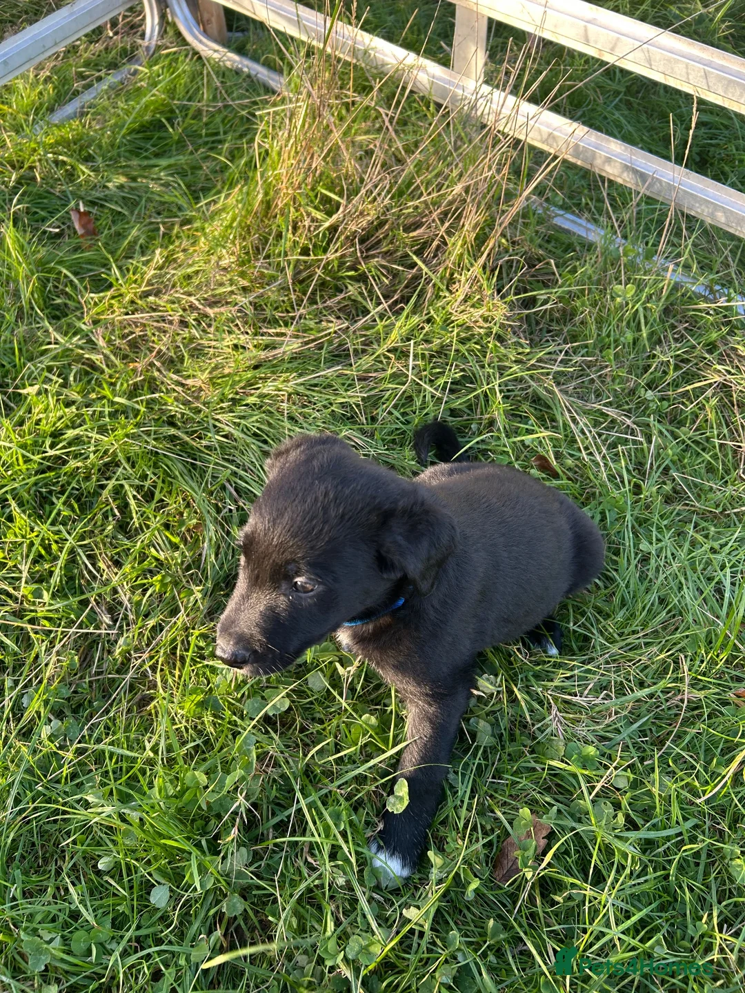 Borador dogs for sale: Beautiful Labrador cross puppies for sale in Llandrindod Wells - Advert 7