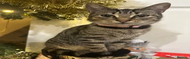Mother cat