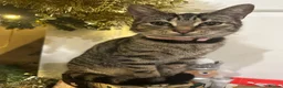 American Shorthair cats for sale: Mum and daughter cats to go together - Advert 6