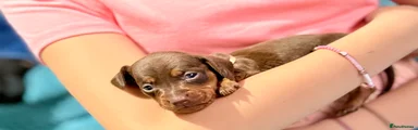 Dachshund 4