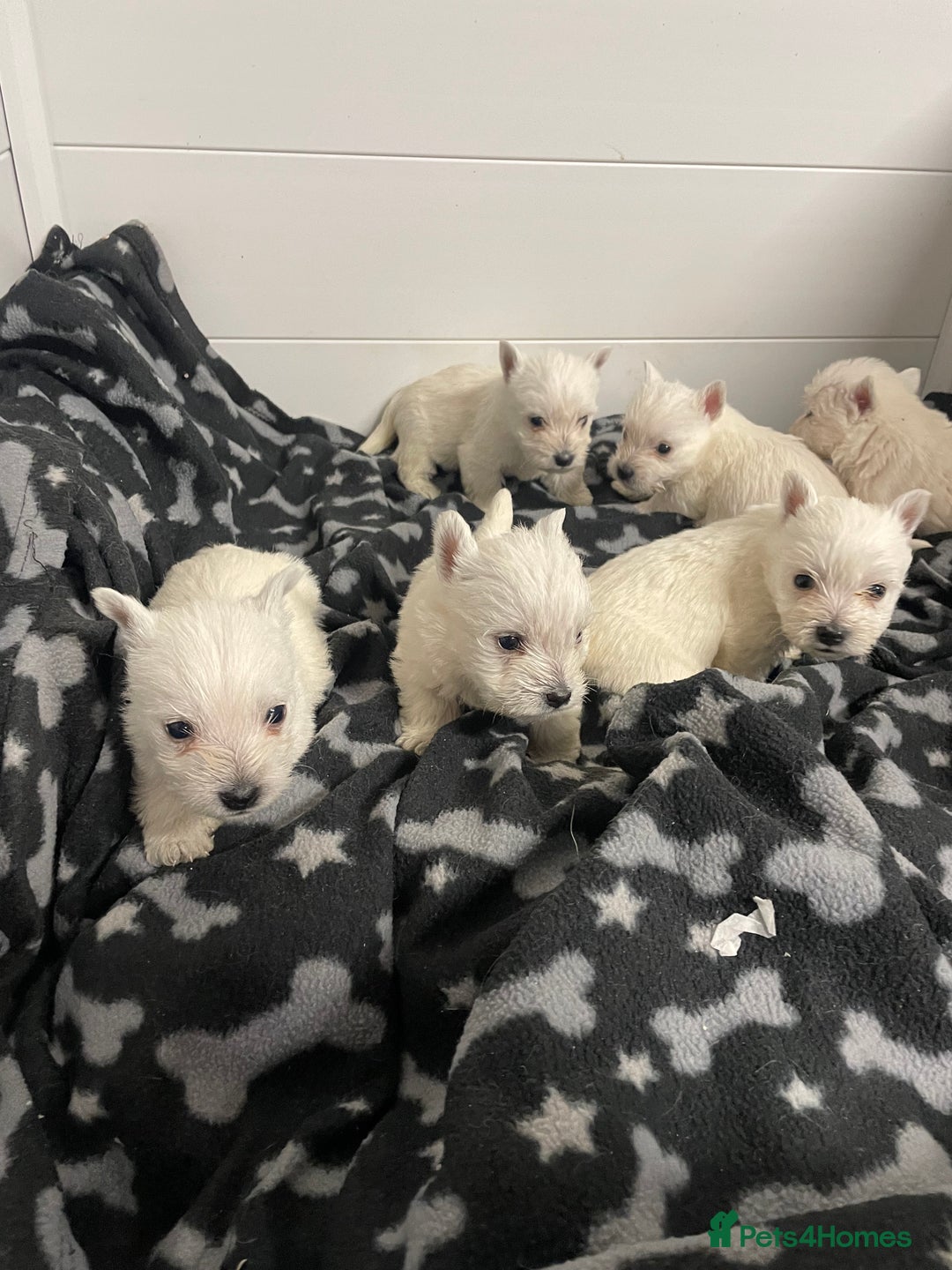 West Highland Terrier dogs for sale: Beautiful west highland puppies - Advert 9