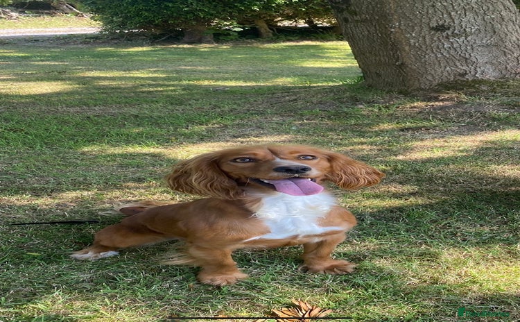 Cocker Spaniel dogs - Advert 14