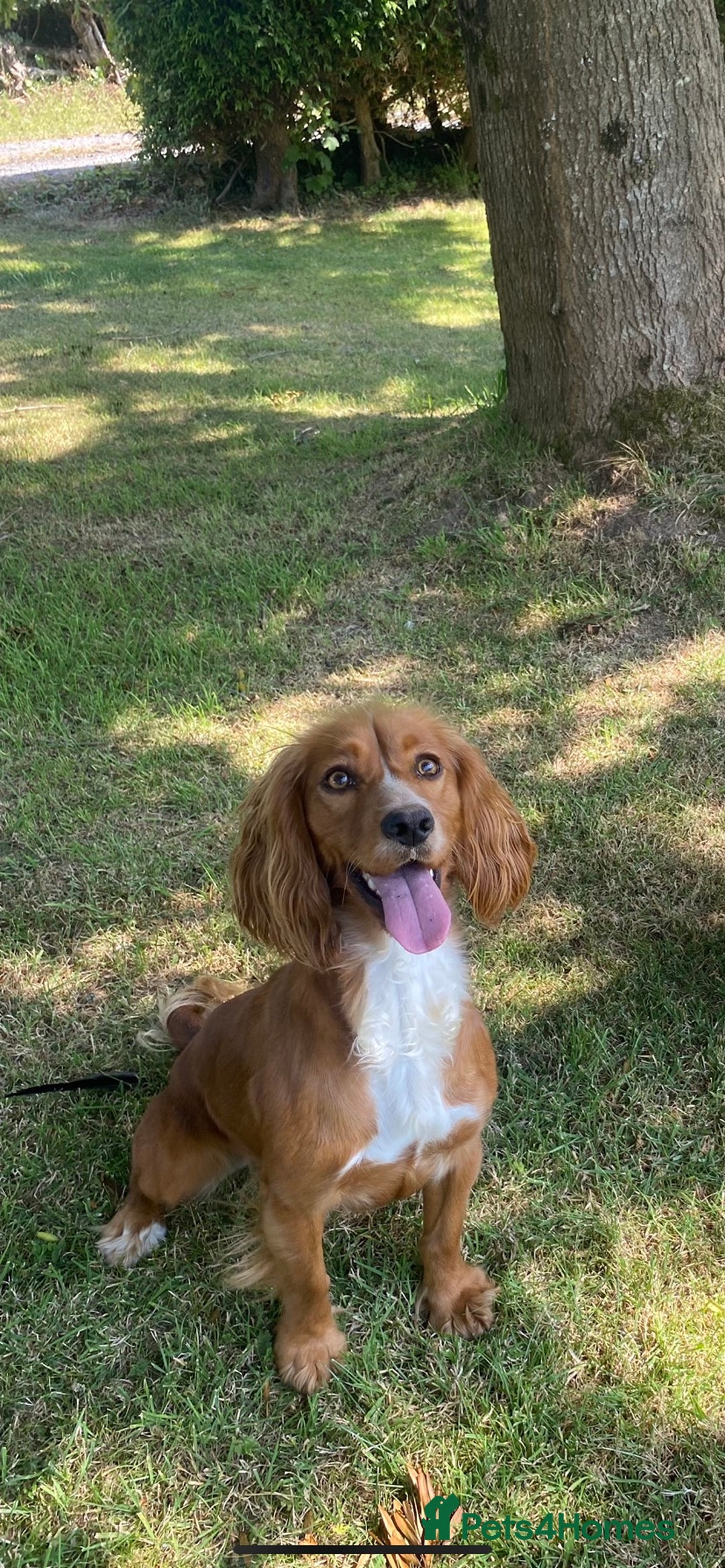 Cocker Spaniel dogs for sale: Red female cocker spaniel  - Image 1