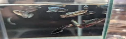 Bettas fish for sale: Bettas (Rare) - Advert 9