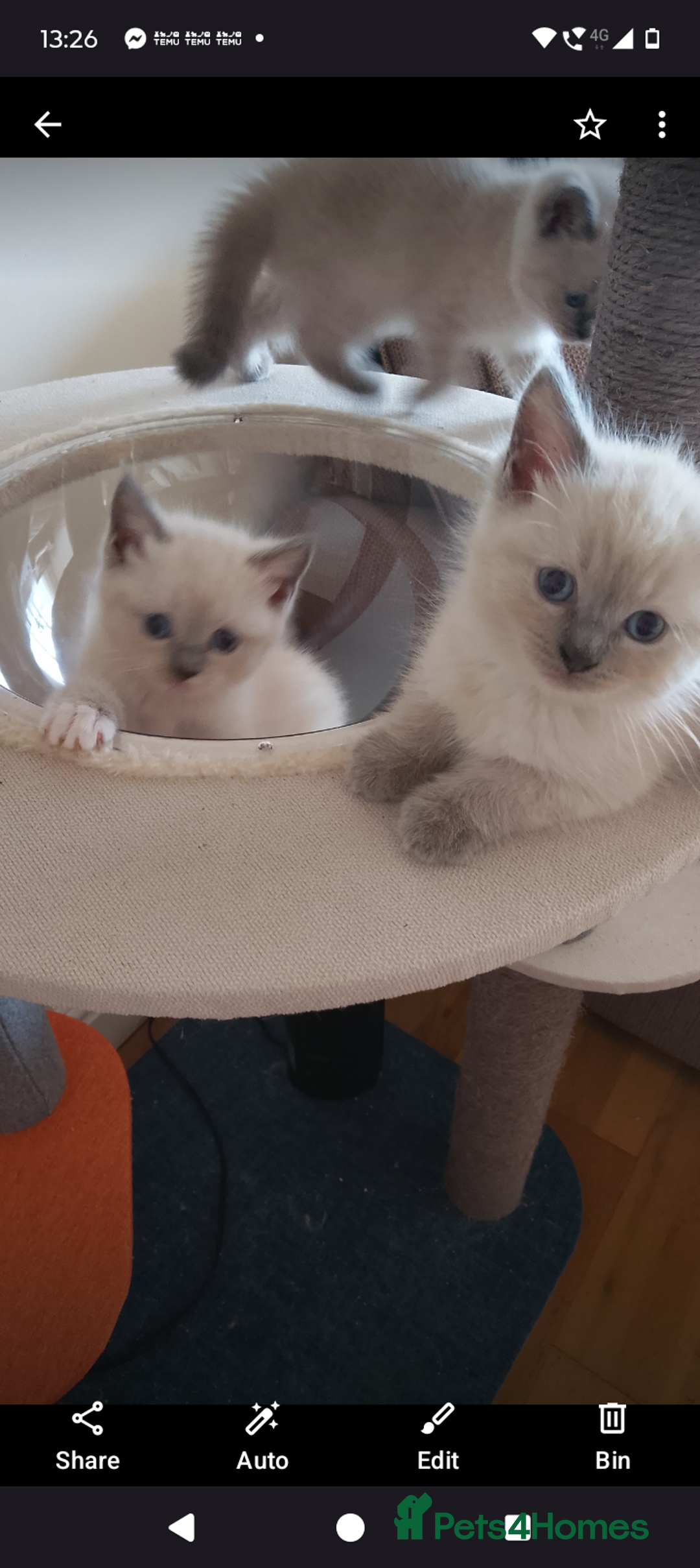 Ragdoll cats for sale: 4 stunning ragdoll kittens left - Image 5