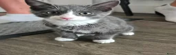 Mixed Breed cats for sale: Kittens 1m, 2f ready now - Advert 1