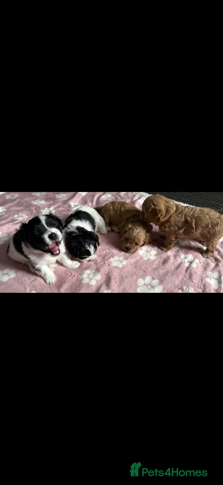 Maltipoo dogs 🐾💕 ADORABLE MALTIPOO  **   💕🐾 - Advert 6