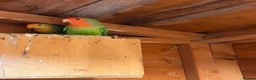 Lovebirds birds for sale: 2 pairs of love birds breeding pairs  - Advert 2