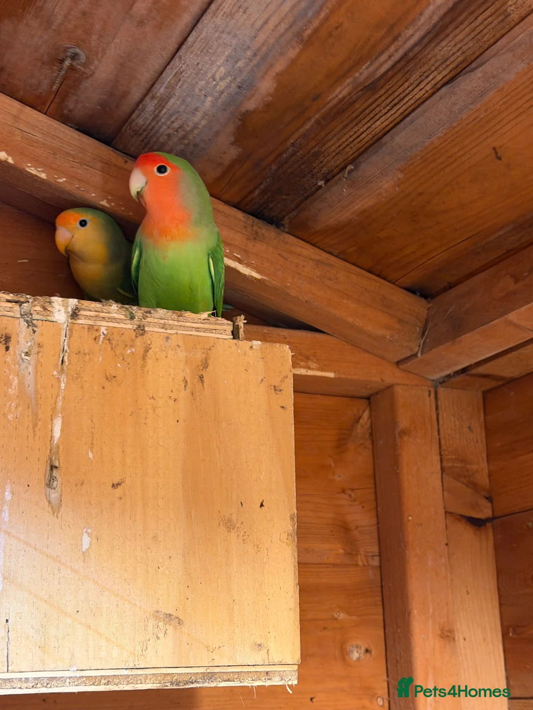 Lovebirds birds for sale: 2 pairs of love birds breeding pairs  - Advert 2