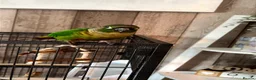 Conures birds for sale: Concure parrot  in Wrexham - Advert 1