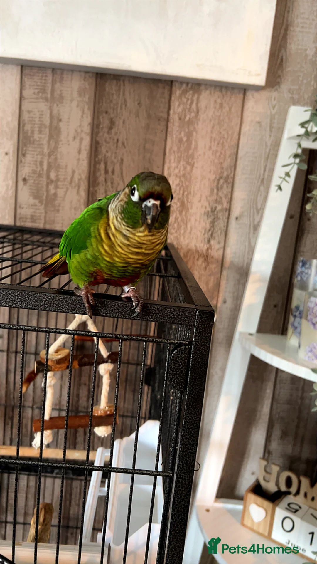 Conures birds for sale: Concure parrot  in Wrexham - Advert 1