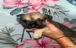 Mixed Breed dogs for sale: Mastiff x staff puppies  - Image 7