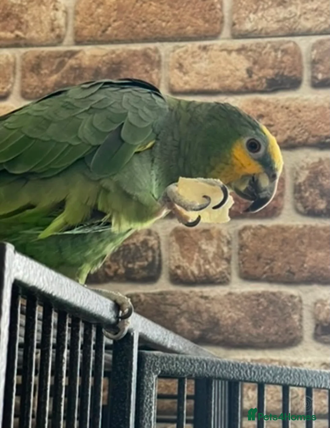 Parrots birds for sale: Blue Fronted Amazon in Rochdale - Advert 2