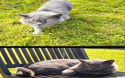 British Shorthair cats for sale: 8 yr old male British short hair - Image 3