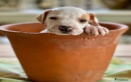 Pointer dogs for sale: KC reg Pointer Puppies - Image 9