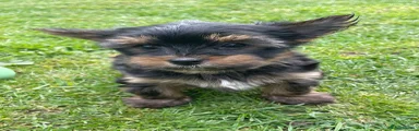 Yorkshire Terrier Puppy 1