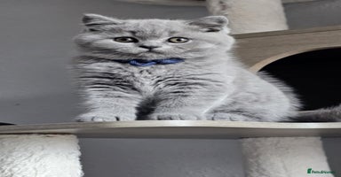 British Shorthair cats - Advert 9