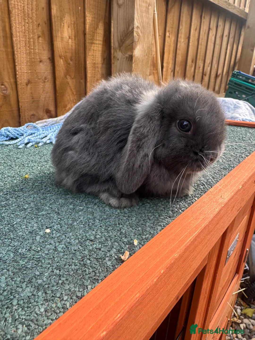 Mini Lop rabbits for sale: Mini lop girl bunny  in Ipswich - Advert 2