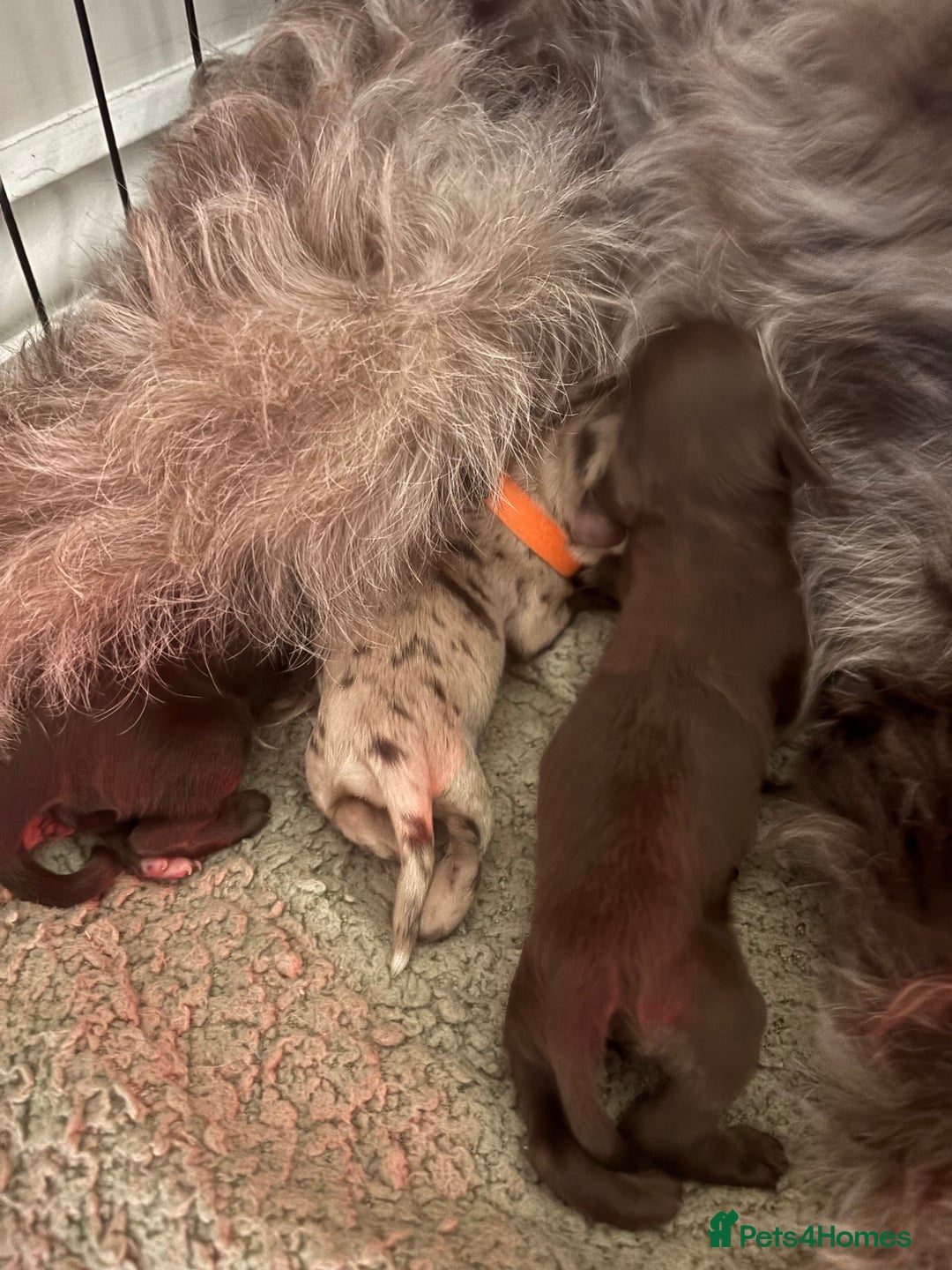 Cockapoo dogs for sale: Cockapoo puppies - Image 25