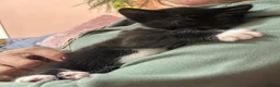 Domestic Shorthair cats for sale: Teeny tiny domestic short haired female kitten  - Advert 6