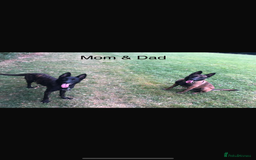 Belgian Shepherd Dog dogs for sale: Belgium mali - Image 4