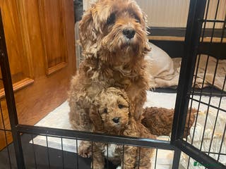 Cavapoo dogs F1b Cavapoooo - Advert 6