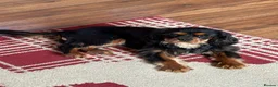 Cavalier King Charles Spaniel dogs for sale: 🐾 KC Reg Health Tested Boy 🐾 - Advert 2