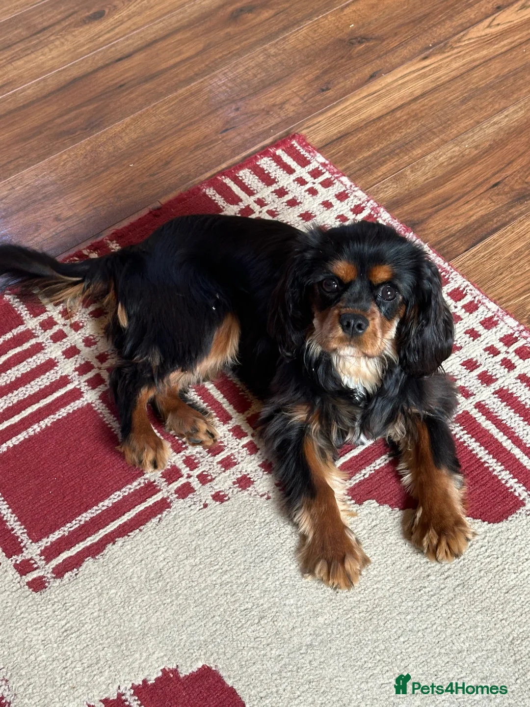Cavalier King Charles Spaniel dogs for sale: 🐾 KC Reg Health Tested Boy 🐾 - Advert 2
