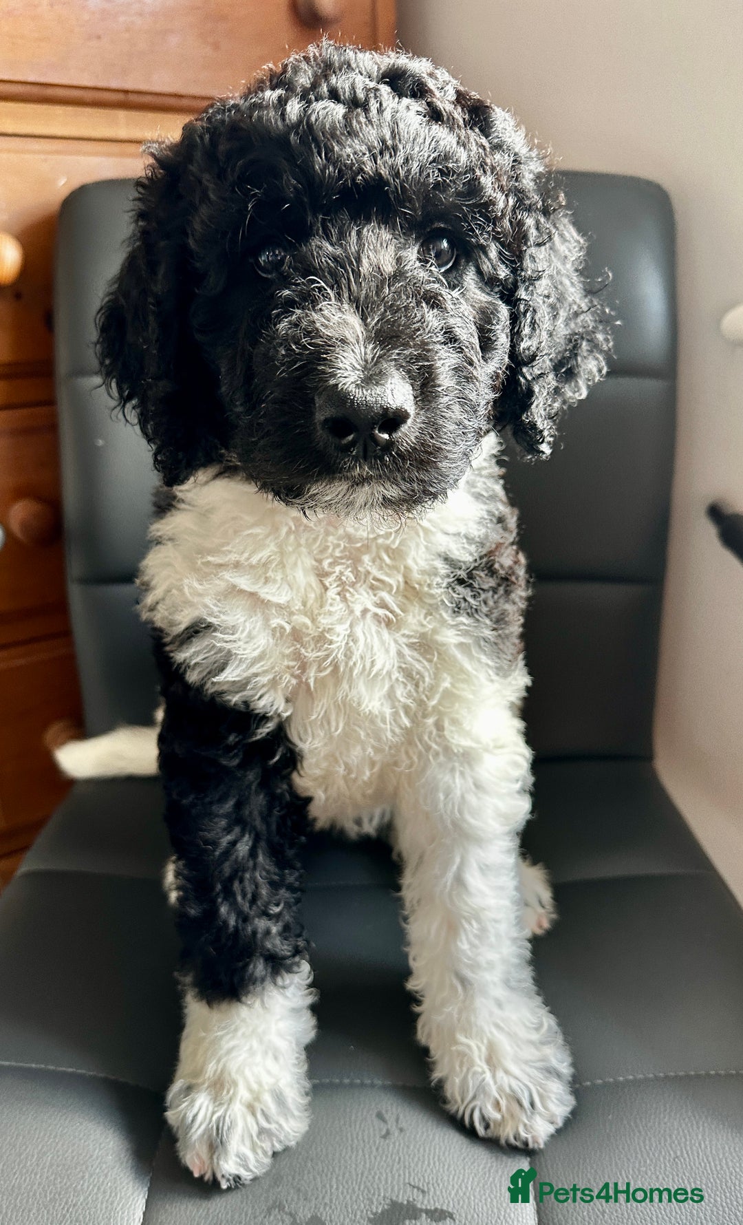 Mixed Breed dogs for sale: 🐾 St Beradoodle Puppies Health Tested Parents 🐾 in Sheerness - Image 11