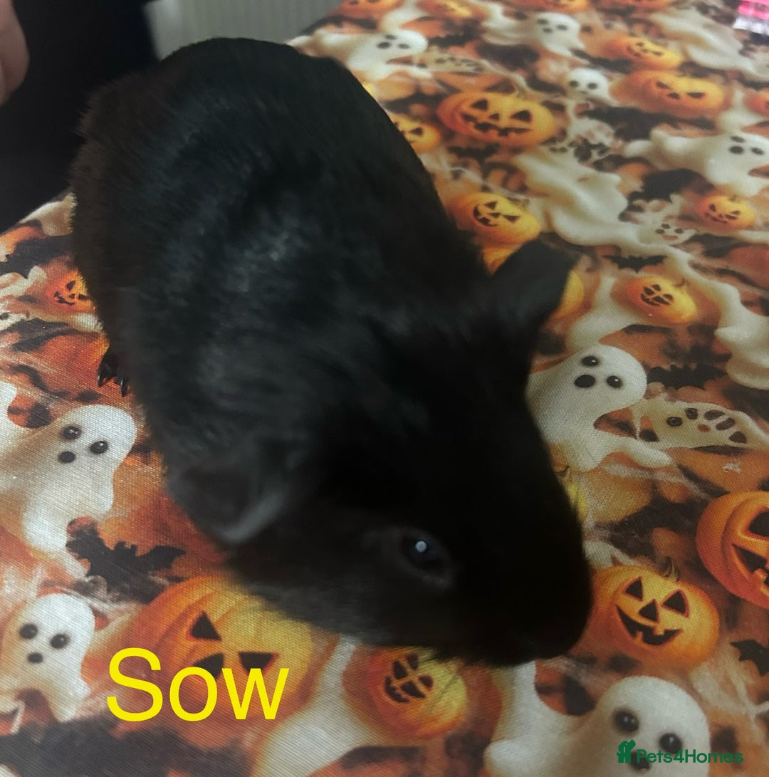 Guinea Pig rodents for sale: Bonded sows and boars £40 pair - Image 13
