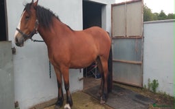 Irish Cob horses for sale: Beautiful bay mare Tilly  - Image 2