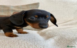 Miniature Dachshund dogs for sale: Miniature smooth haired Dachshunds  - Image 6