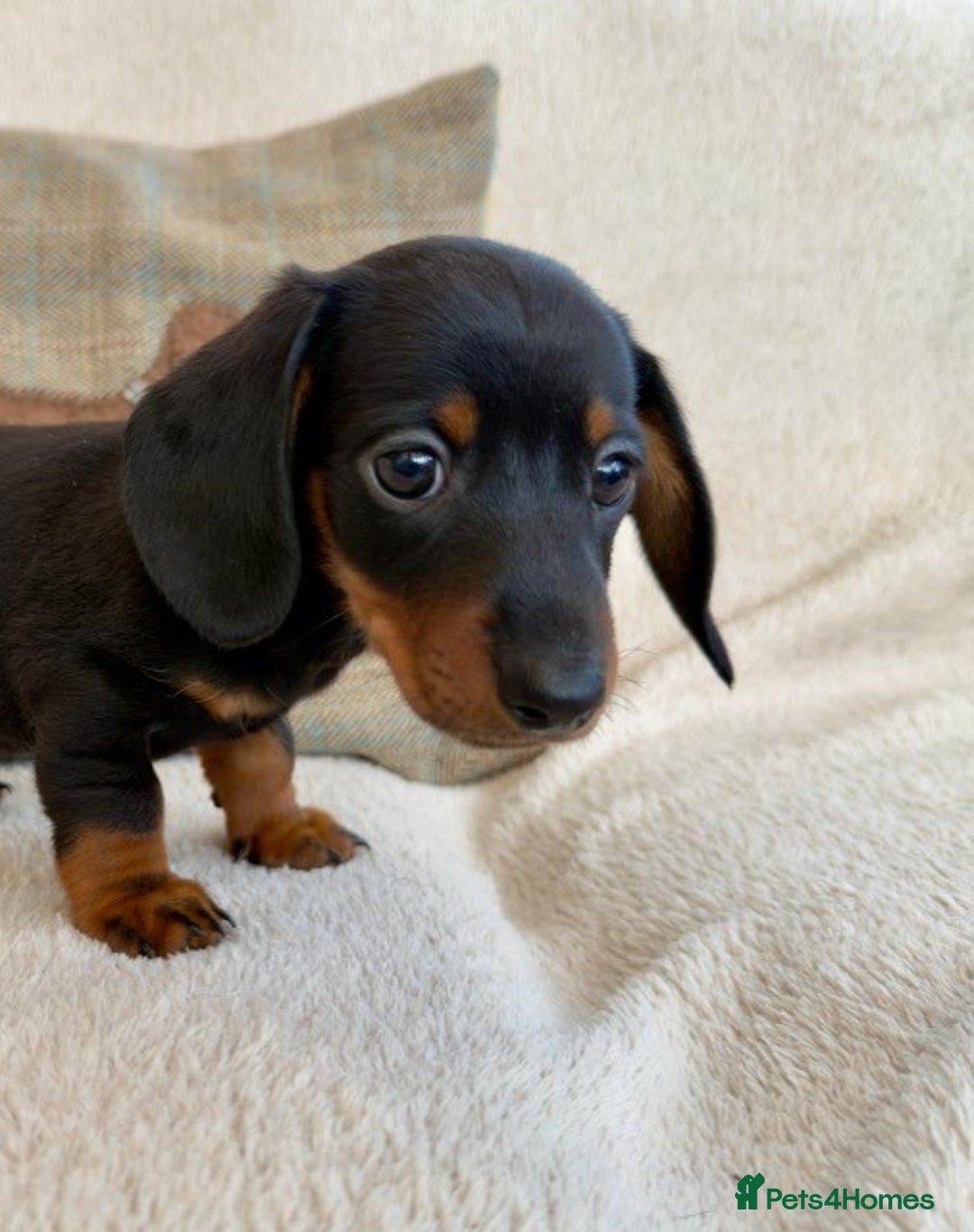 Miniature Dachshund dogs for sale: Miniature smooth haired Dachshunds  - Image 6