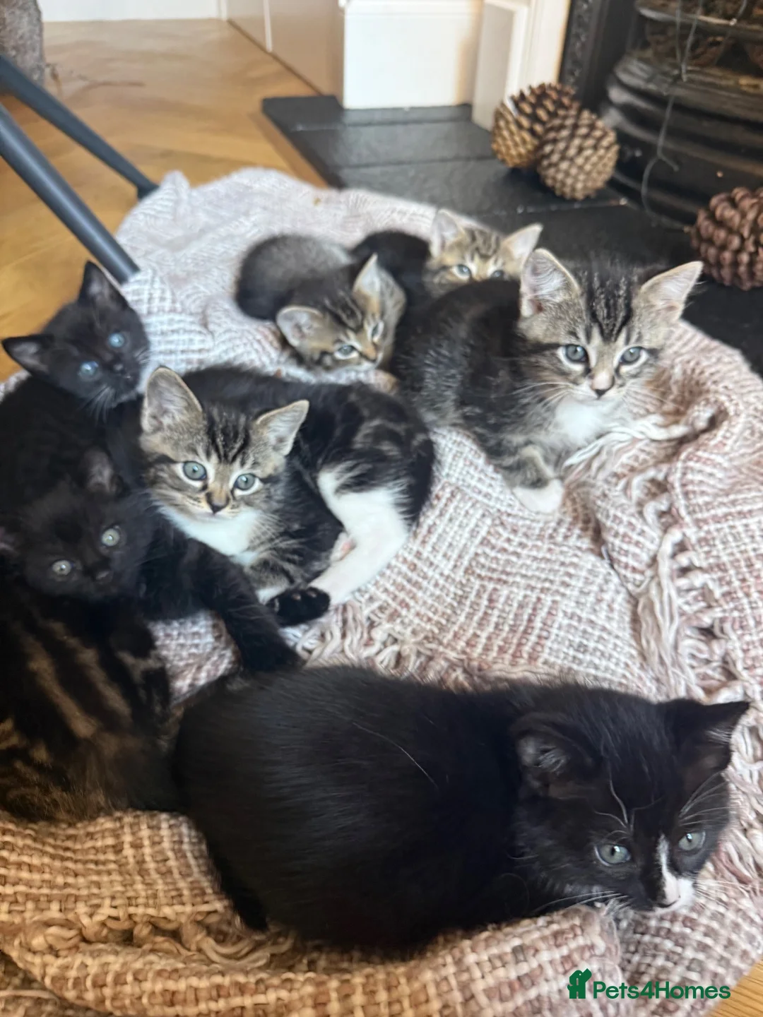 Mixed Breed cats for sale: Ragdoll mixed breed  - Advert 2