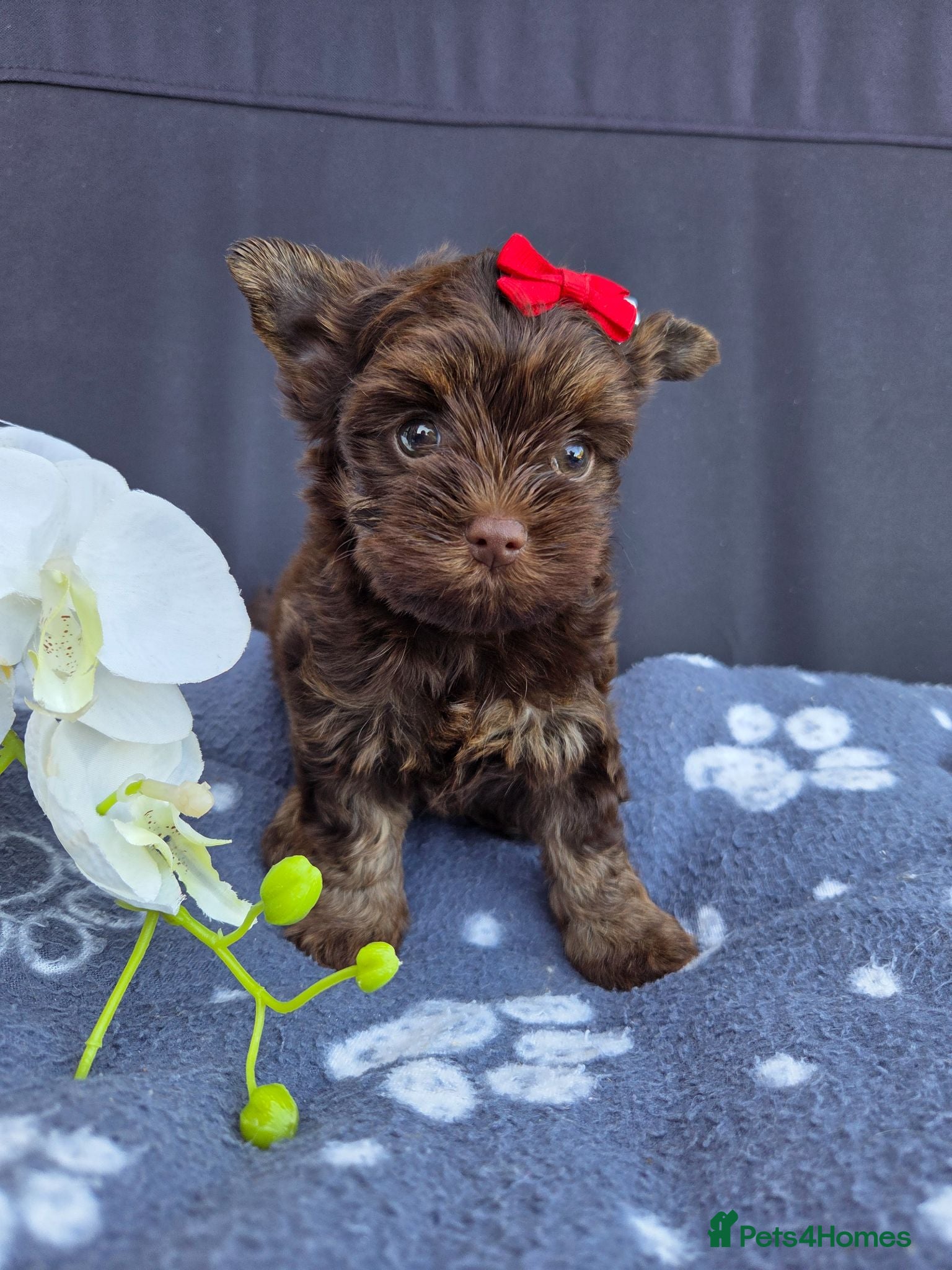 Yorkshire Terrier dogs Cute puppies ready for new home - Advert 13