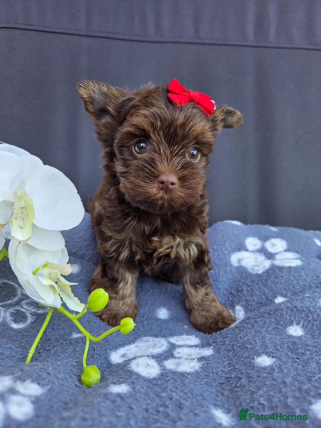 Yorkshire Terrier dogs for sale: Cute puppies ready for new home - Advert 2