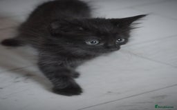 Mixed Breed cats for sale: Ragdoll x kittens for sale - Image 8
