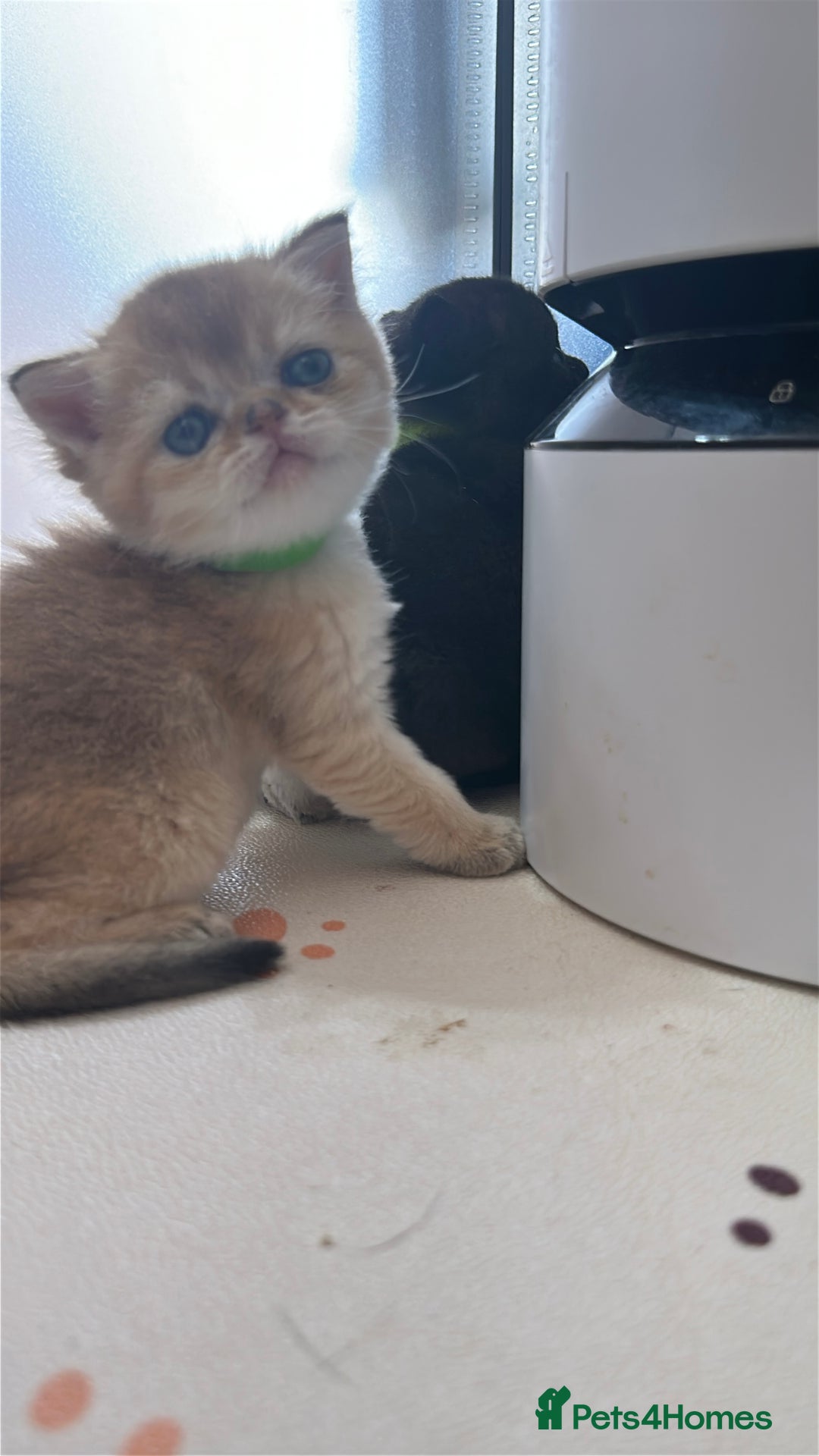 Scottish Fold cats for sale: 🐾Golden Teddy Bears – Ready for Reservation - Image 8