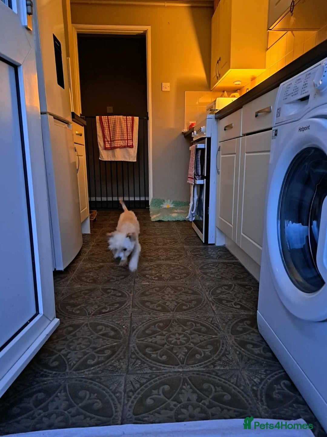 Mixed Breed dogs for adoption: Meet Snowy, currently residing in Crawley - Image 4