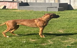 Boxer dogs for sale: Female boxer for sale  - Image 10
