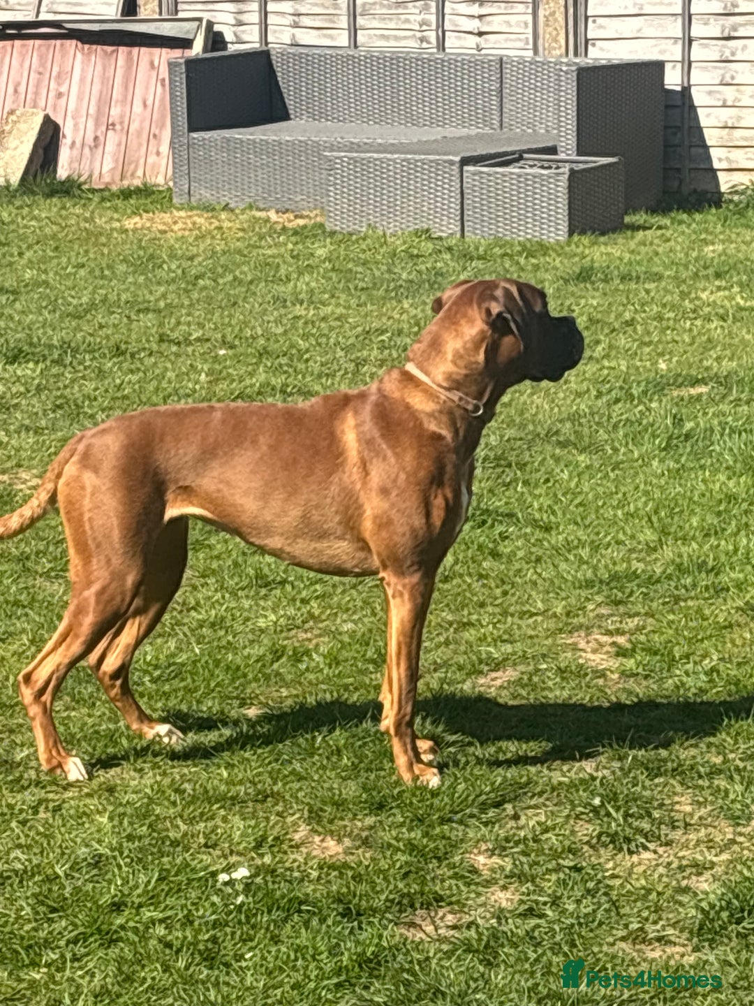 Boxer dogs for sale: Female boxer for sale  - Image 10
