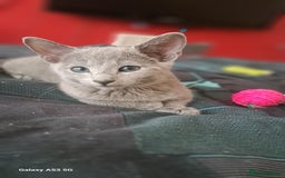 Russian Blue cats for sale: TICA Russian Blue Kittens Pedigree - Image 18