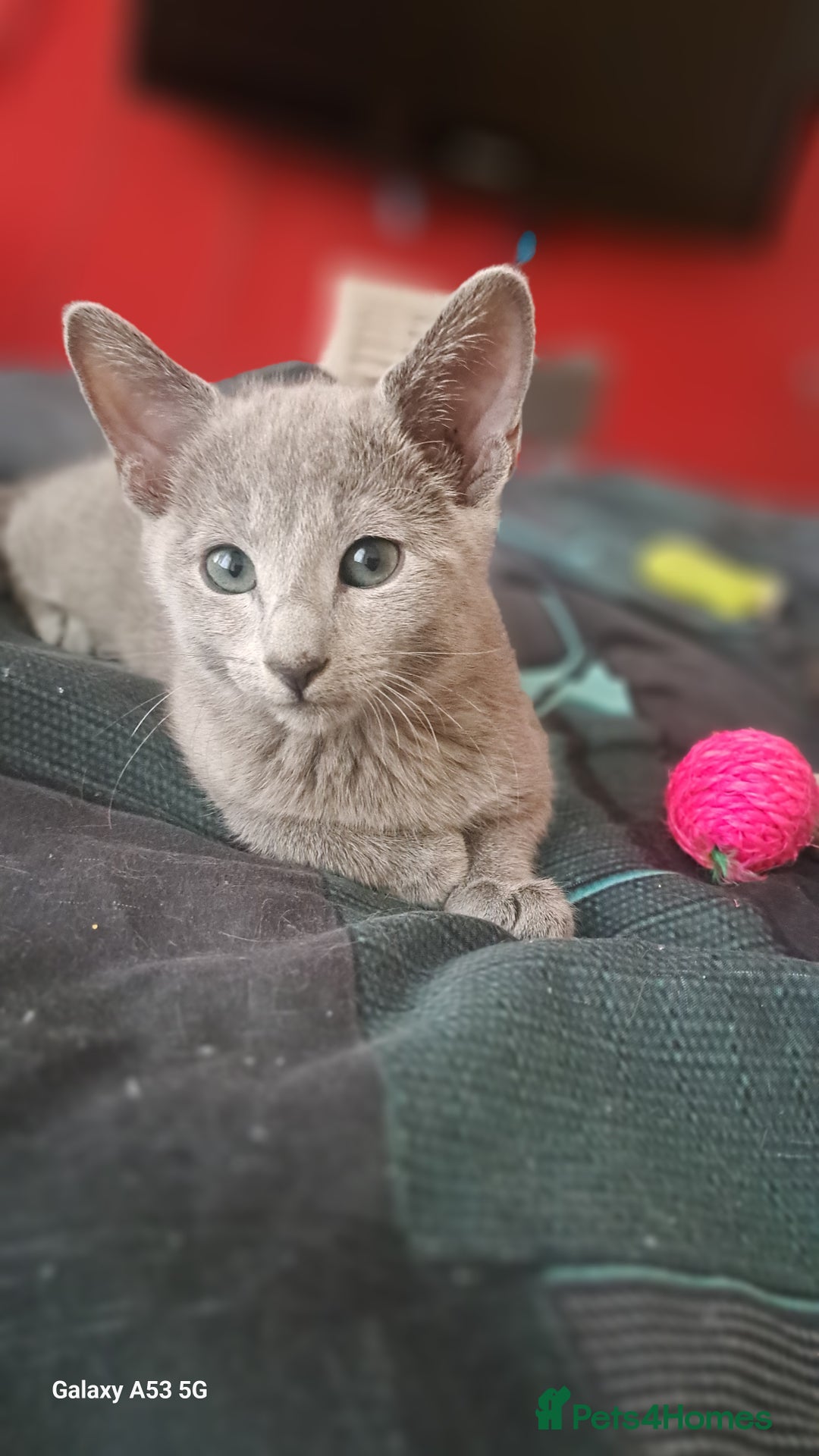 Russian Blue cats for sale: TICA Russian Blue Kittens Pedigree - Image 18